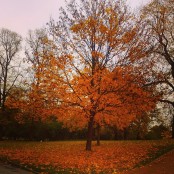 Rudens ir visskaistākais gadalaiks!